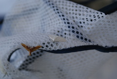 Lomographa vestaliata