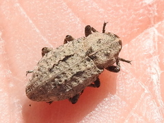 Thecesternus maculosus