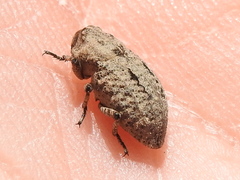 Thecesternus maculosus