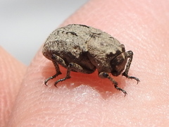 Thecesternus maculosus