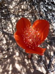 Haemanthus pubescens