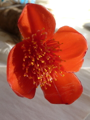 Haemanthus pubescens