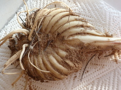 Haemanthus pubescens