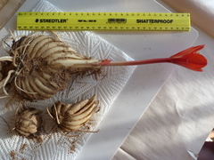 Haemanthus pubescens