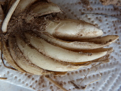 Haemanthus pubescens