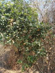 Hyperbaena ilicifolia