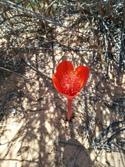 Haemanthus pubescens