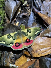 Polythysana rubrescens