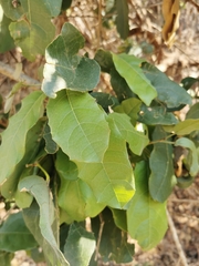 Hyperbaena ilicifolia