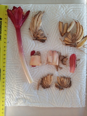 Haemanthus pubescens