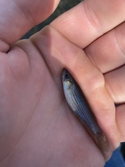 Fundulus blairae