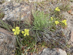 Lomatium farinosum