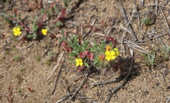 Camissoniopsis lewisii