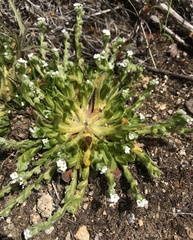 Plagiobothrys collinus fulvescens