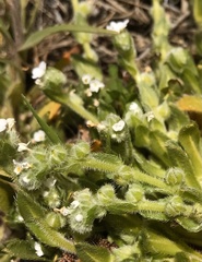 Plagiobothrys collinus fulvescens