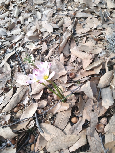 Image of Zephyranthes fosteri by (c) Jordi Martínez Martínez, some rights reserved (CC BY)