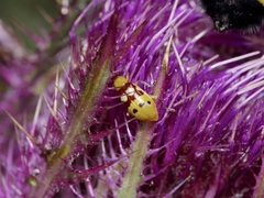 Paranapiacaba connexa