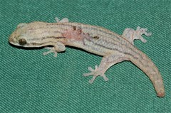 Geckolepis polylepis