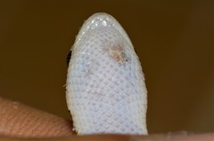 Geckolepis polylepis