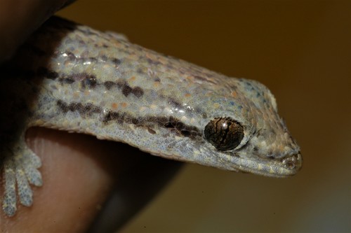 Many-scaled Gecko