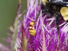 Paranapiacaba connexa