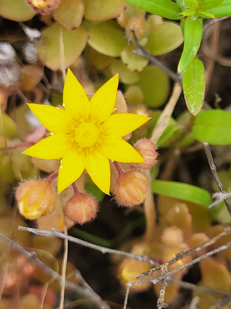 Aichryson parlatorei (Aichryson parlatorei)