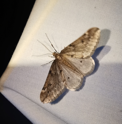 Alsophila aescularia