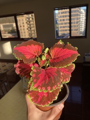 Coleus scutellarioides