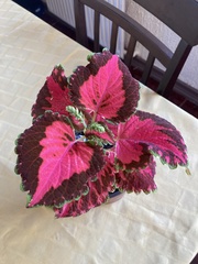 Coleus scutellarioides