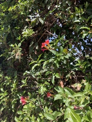 Amphilophium buccinatorium