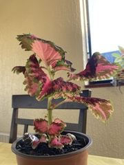 Coleus scutellarioides