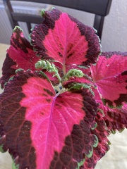 Coleus scutellarioides