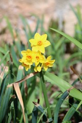 Narcissus assoanus