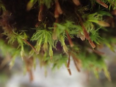 Ulota obtusiuscula