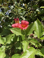 Amphilophium buccinatorium