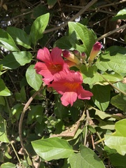 Amphilophium buccinatorium