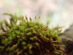 Ulota obtusiuscula