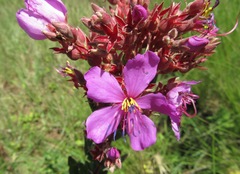 Dissotis princeps