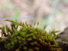Ulota obtusiuscula
