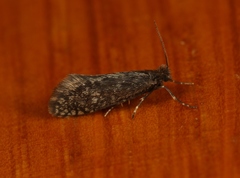 Dahlica inconspicuella