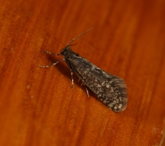 Dahlica inconspicuella