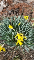 Narcisseae