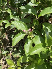 Amphilophium buccinatorium