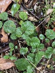 Rubus radicans