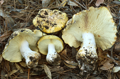 Leucopaxillus tricolor