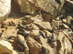 Arctocephalus australis