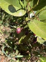 Santalum paniculatum