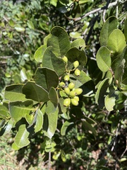 Santalum paniculatum