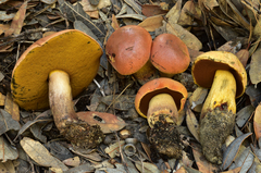 Boletus vermiculosus