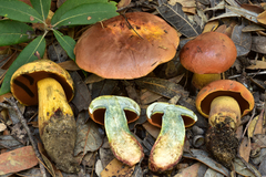 Boletus vermiculosus